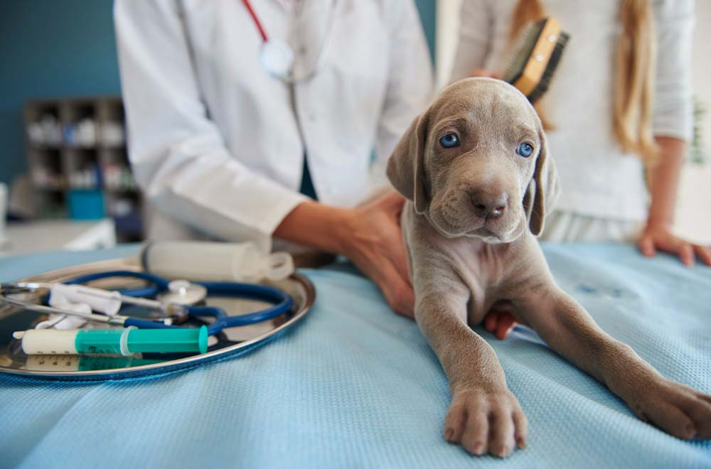 Consultations vétérinaires à Lège Cap Ferret Consultation vétérinaire d'un chiot à la clinique vétérinaire de Lège Cap Ferret