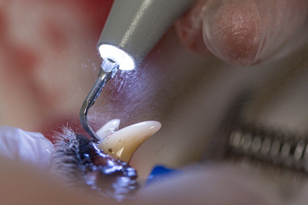Vétérinaire dentiste pour chien, chat et nac A la clinique vétérinaire Vet'Estey nous réalisons des soins dentaires pour vos chiens, chats et Nacs