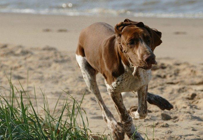 Chirurgie TPLO d’un chien La clinique vétérinaire Vet'Estey réalise des chirurgies TPLO