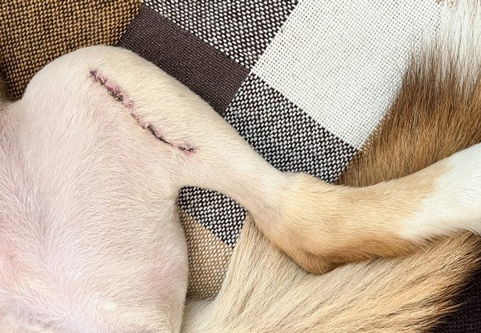 Chirurgie LCA chien Chirurgie LCA d'un chien à la clinique Vet'Estey