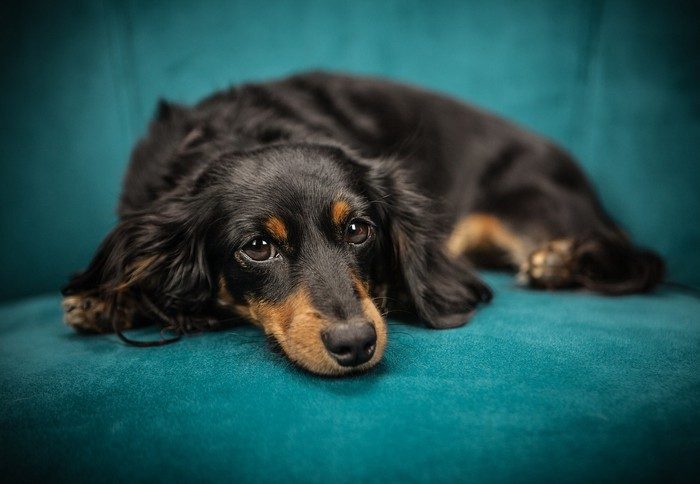 LCA chez le chien Dans certains cas précis, la clinique Vet'Estey propose des solutions alternatives à la chirurgie du LCA