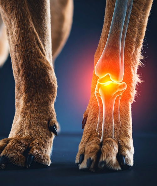 La clinique vétérinaire de Lege Cap Ferret prend en charge la gestion de la douleur