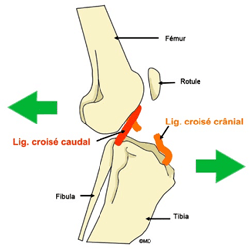Chirurgie du ligament croisé antérieur Chirurgie du ligament croisé antérieur chez le chien, à la clinique Vet'Estey