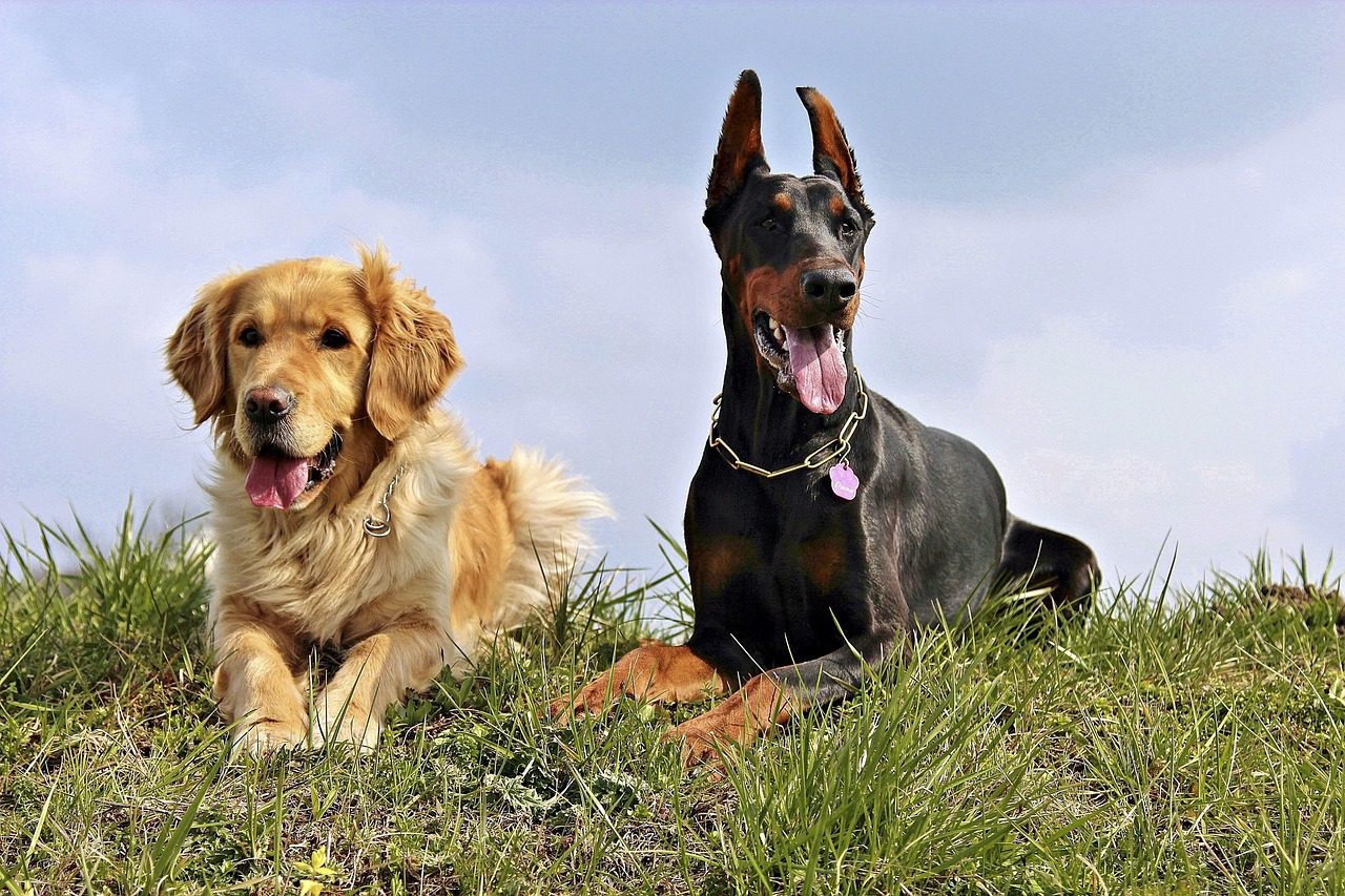 La TPLO est recommandée pour les grandes races de chiens Les grandes races sont prédisposées à la TPLO