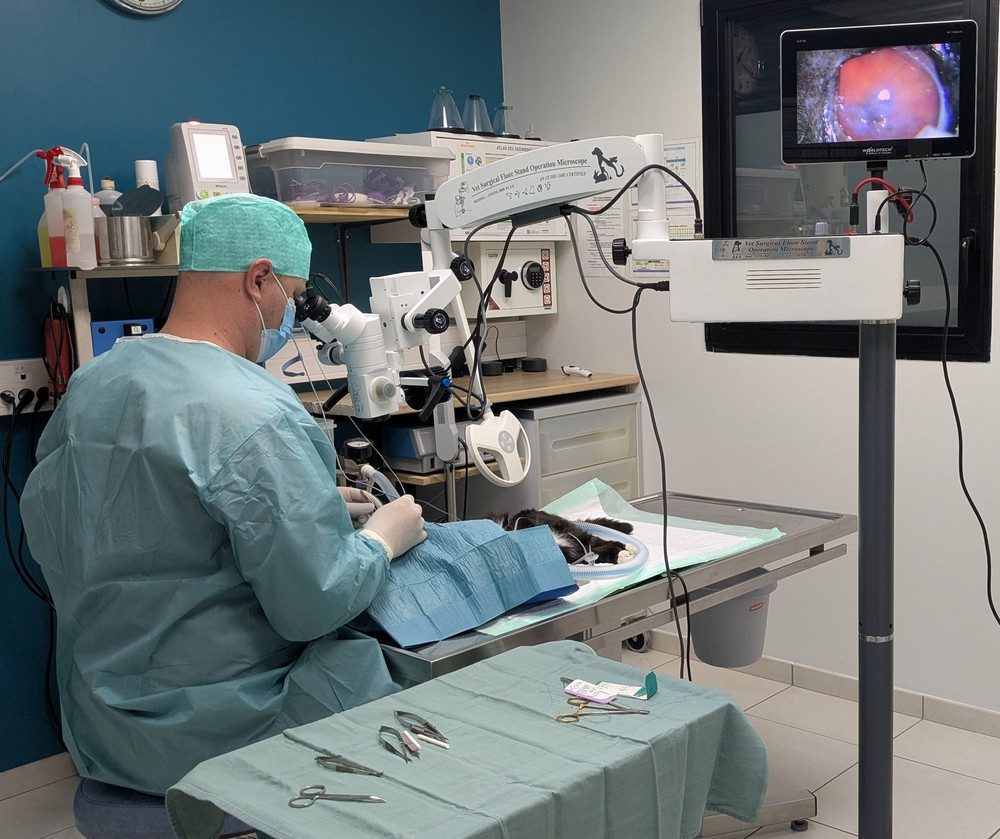 Ophtalmologie des chiens et chats La clinique Vet'Estey réalise des consultations et chirurgies
