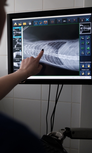 Radiographie chien et chat à Lège Cap Ferret