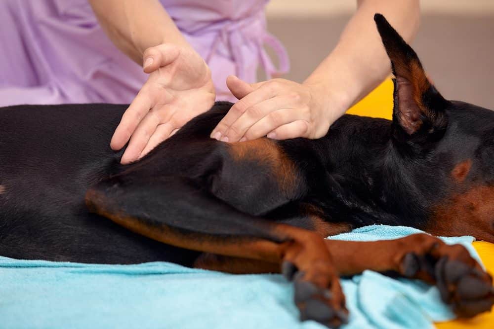 Ostépathie des chiens et chats Les cliniques vétérinaires Vet'estey proposent des séances d'ostéopathie pour vos chiens et chats